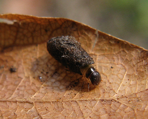 Larvina con casina: Chrysomelidae